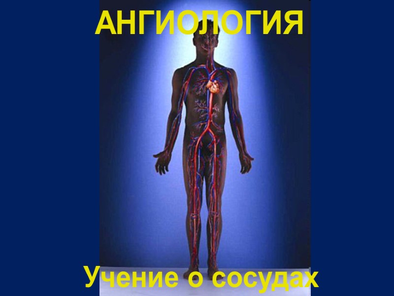 Учение о сосудах АНГИОЛОГИЯ